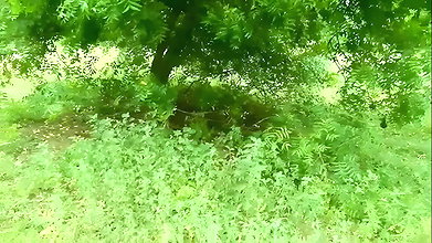 Indian village farming couple having sex