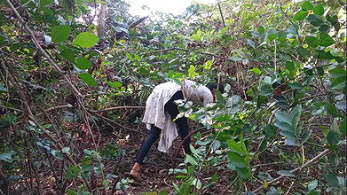 Desi beautiful hot bhabhi jungle main sex kiya out dorsex