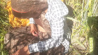 Desi daughter-in-law is walking in the wheat field in front of her father-in-law with her big ass and fingering her pussy