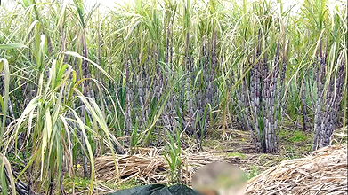 Ganne kr khet me chudai.Bhabhi ko devar ka kala mota lund aaya pisand, sugarcane field me bhabhi ki chudai outdoor Hindi audio