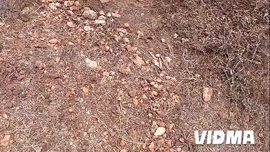 Saher’s girl was found lying in the woods with her having vigorous sex with her