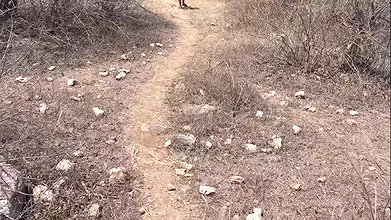 The boy of the same village caught the new dust of the village in the forest and left it