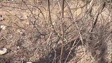 Girlfriend’s friend caught in the jungle and left the kpde open