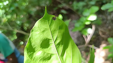 Black Cock Inside My Wife’s White Pussy  Elena Really Likes It