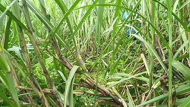 Brother-in-law took sister-in-law to the forest and her a lot