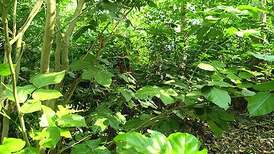 Desi Bhabhi Ki Chudai jungle mein – Indian Hot Sex