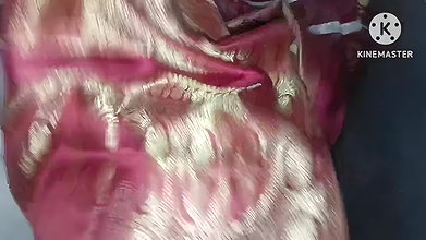 Kaam wali bhabhi ko pichhe se dabocha fir apna lauda chusaya – Indian Maid fucked from behind