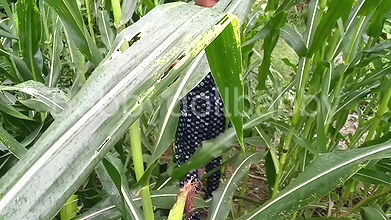 Motor Te Bola Sex Keta Punjabi Thinks Dave