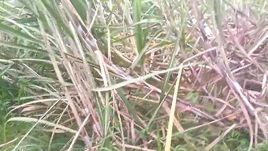 Desi Tamil 18 year old girl blowjob