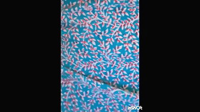 Pure desi sex by sunni bhabhi on bedroom