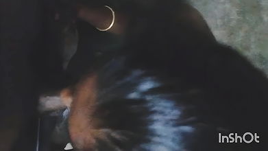 Desi Village Cute Girl Blowjob Cum in Mouth with Bengali Boy