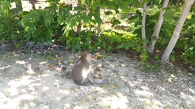 01Dream4Angel Pissing among Monkeys