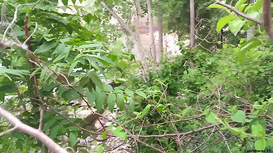 ndiecane Outdoor Public Park Pee