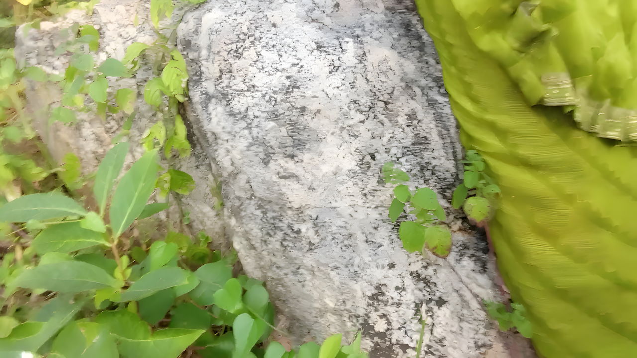 The Labourer Boy and Girl Working in the Field Went to the Jungle