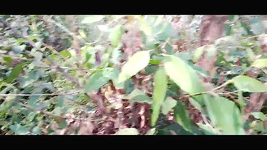 Indian Hot Girl Cheating Boyfriend in Jungle Sex