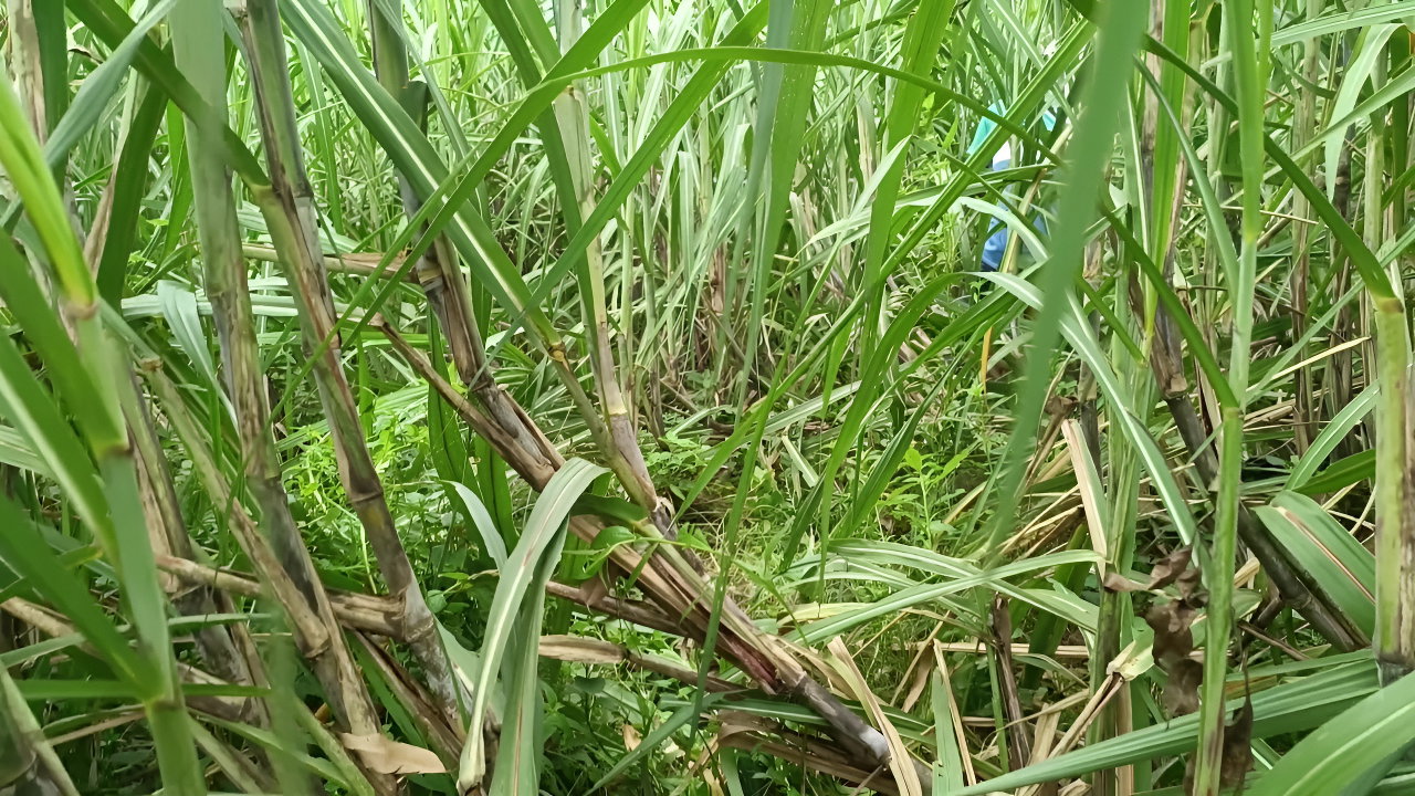 Brother-in-law Took Sister-in-law to the Forest and Fucked Her a Lot