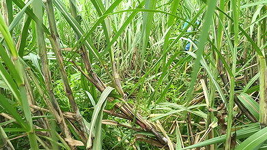 Brother-in-law Took Sister-in-law to the Forest and Fucked Her a Lot