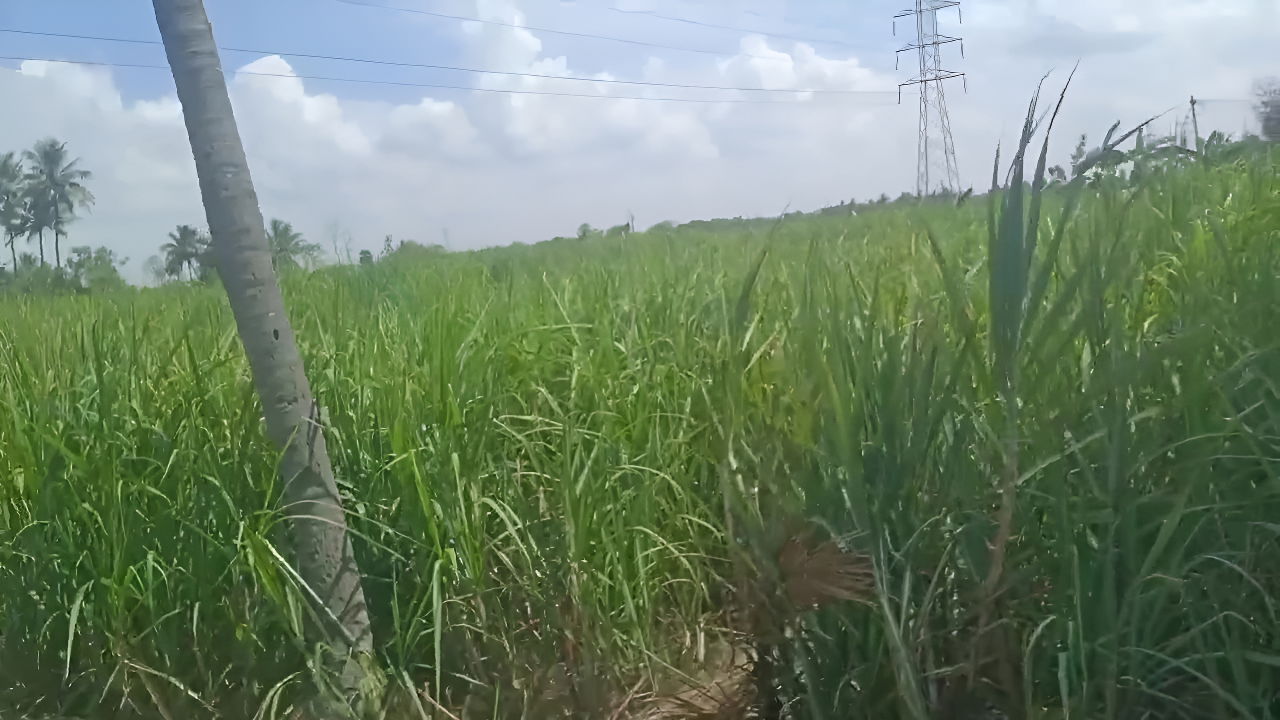 Tamil Housewife Big Boobs Show in Village House