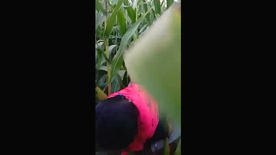 Village Bhabhi Fucked By Young Guy